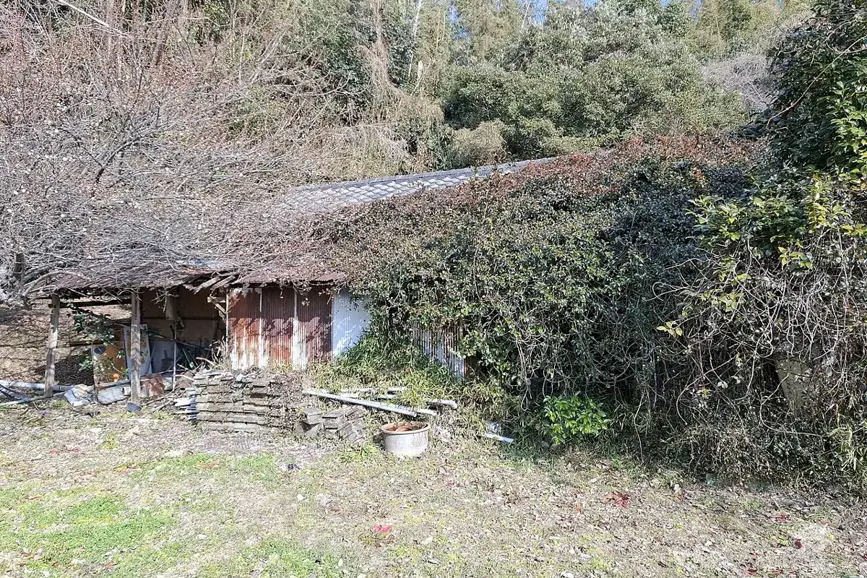草木に囲まれた空き家