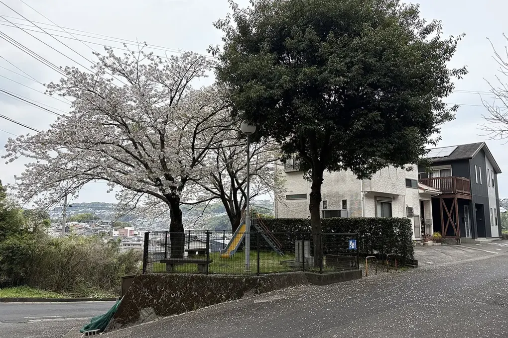 鹿児島市宇宿の住宅街の道と桜